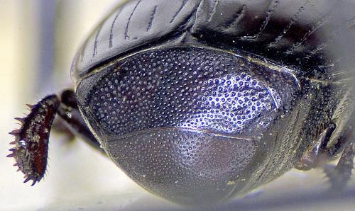Margarinotus ignobilis